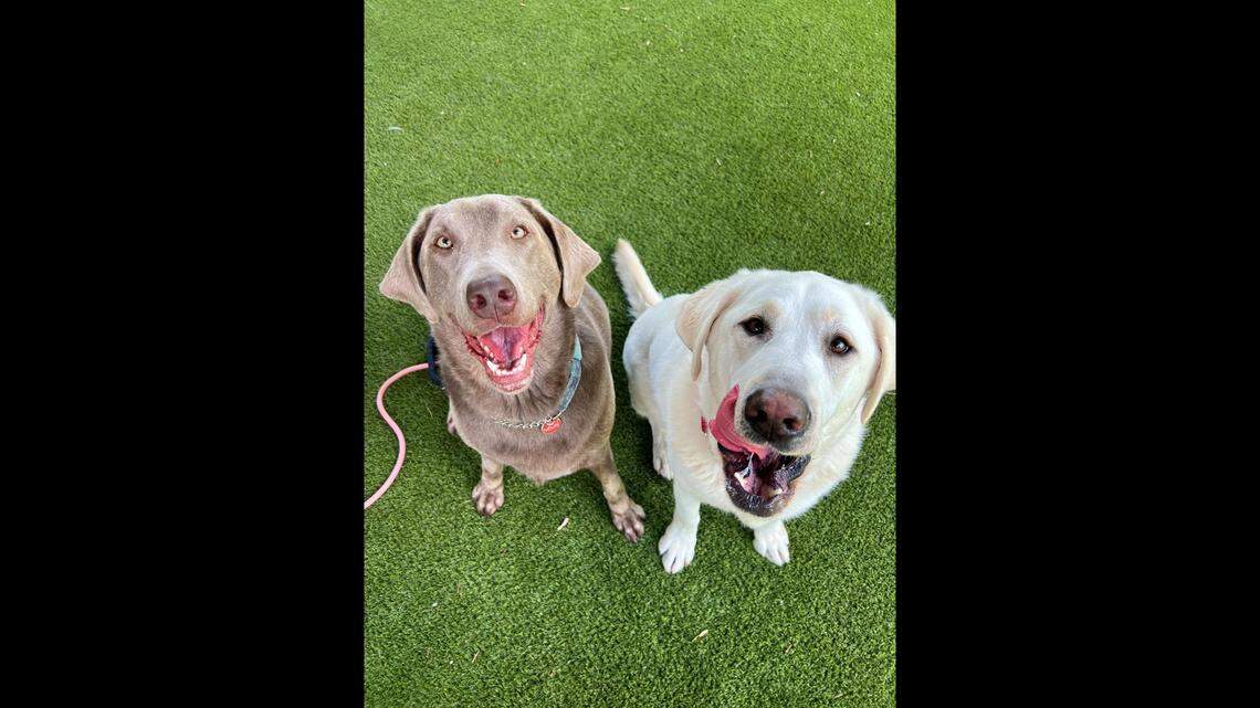 Daisy, left, and Otis struggled at a North Carolina shelter after their previous family couldn’t keep them.