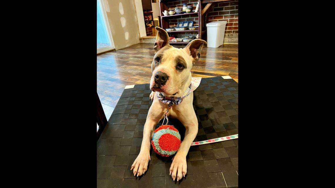 Honey Bee will go up for adoption after she was found roaming near traffic in North Carolina.