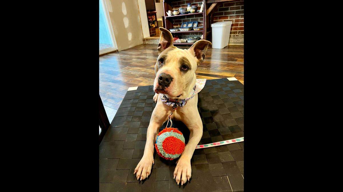 Honey Bee will go up for adoption after she was found roaming near traffic in North Carolina.