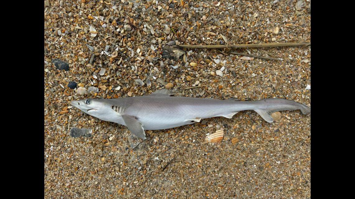 Mystery lingers after sharks were found dead along the North Carolina shore.