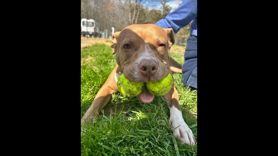 Ana the “playful” shelter dog keeps being overlooked in North Carolina.