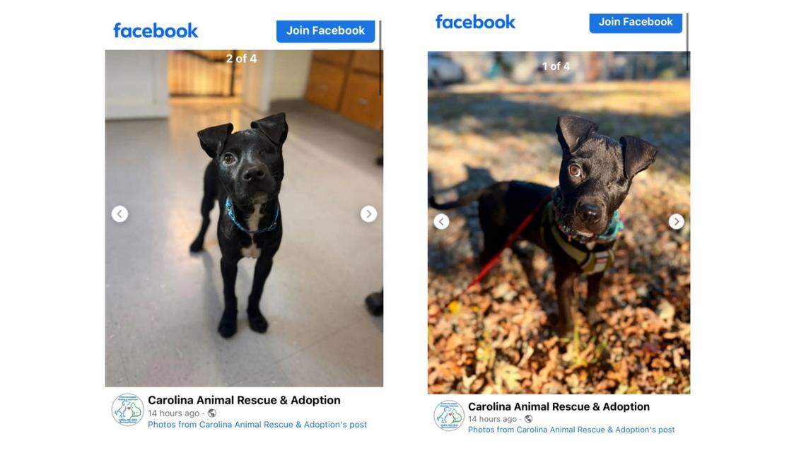 Pluto, a one-eyed pup, is waiting for a new owner in North Carolina.