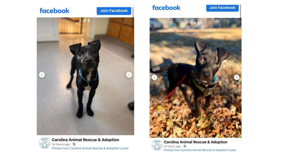Pluto, a one-eyed pup, is waiting for a new owner in North Carolina.
