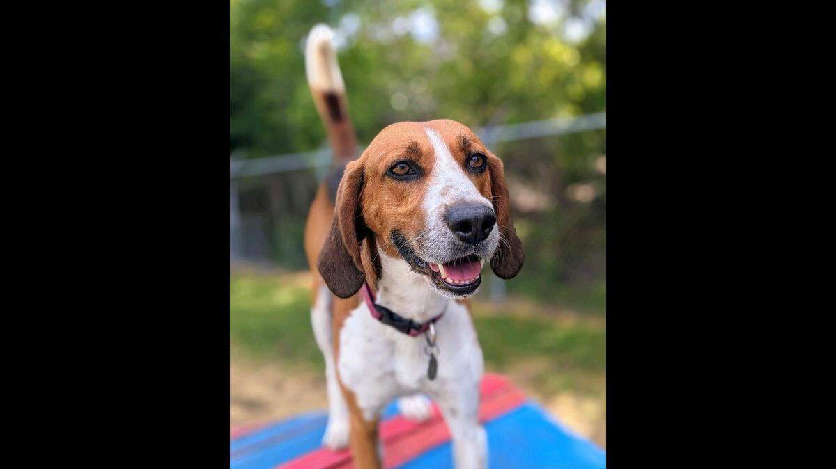 Banjo got another chance after spending years in and out of a North Carolina shelter.