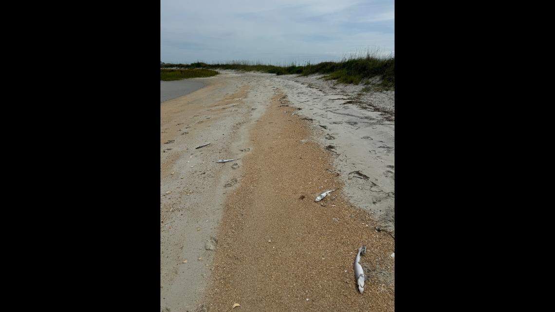 The sharks showed signs of blood on their mouths and gills, officials said.