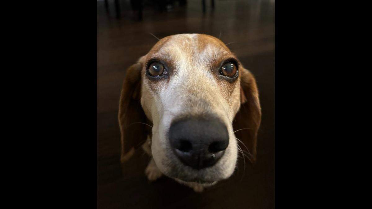A friendly dog with a rough past is up for adoption.