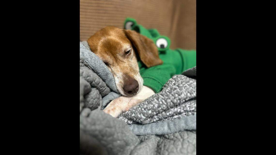 Snuggly dog with a dislocated hip got help. Now, she’s healing and needs a home