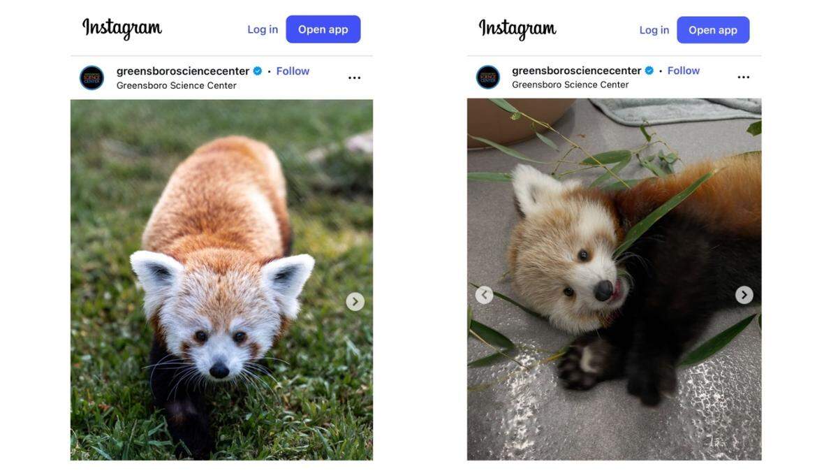 Miso, the beloved red panda, has died in North Carolina.