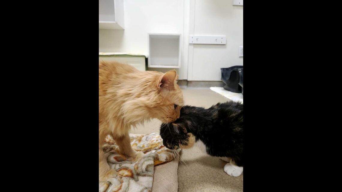 Oswald, left, and Ginny are “attached at the hip” and must stick together, a North Carolina shelter said.