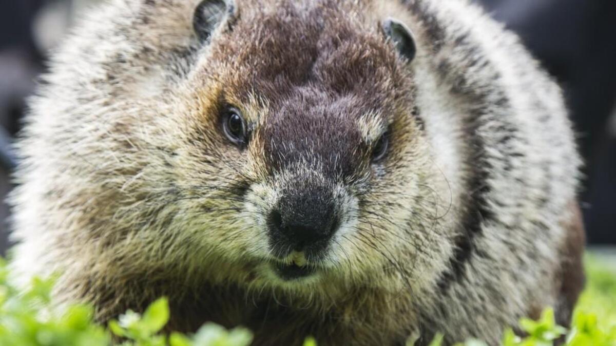“Sir Walter Wally” poses for photographers on Groundhog Day, Feb. 2, 2017 outside the North Carolina Museum of Natural Sciences in downtown Raleigh. Mayor Nancy McFarlane announced that, North Carolina’s premier groundhog prognosticator did not see his own shadow and there would be an early spring. Well, he was wrong. It’s freezing in mid-March. Pennsylvania’s Punxsutawney Phil got the Groundhog Day forecast right – six more weeks of winter.