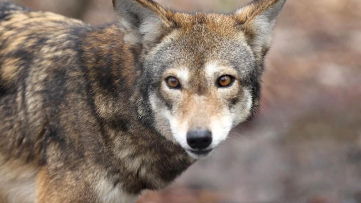 Betty, a female red wolf, roams in a fenced area at the Red Wolf Education Center in Columbia in 2014. The wolf was part of a captive breeding program at the coalition.