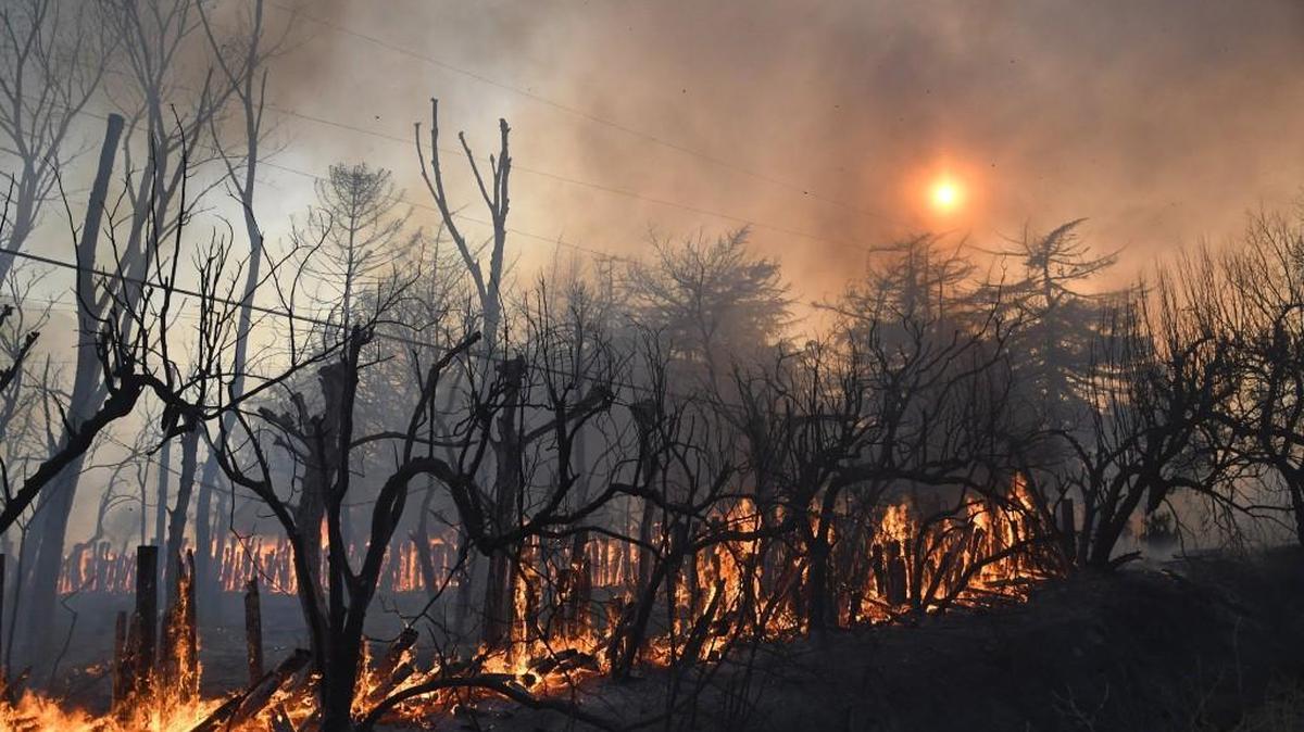 Trees and a fence burn from a wildfire in Devore, Calif., Wednesday, Aug. 17. A day after the fire ignited in brush left tinder-dry by years of drought, the flames advanced despite the efforts of over 1,000 firefighters.