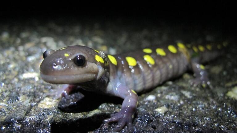 Yep, SC has a state amphibian and it’s poisonous. Is it dangerous to you?