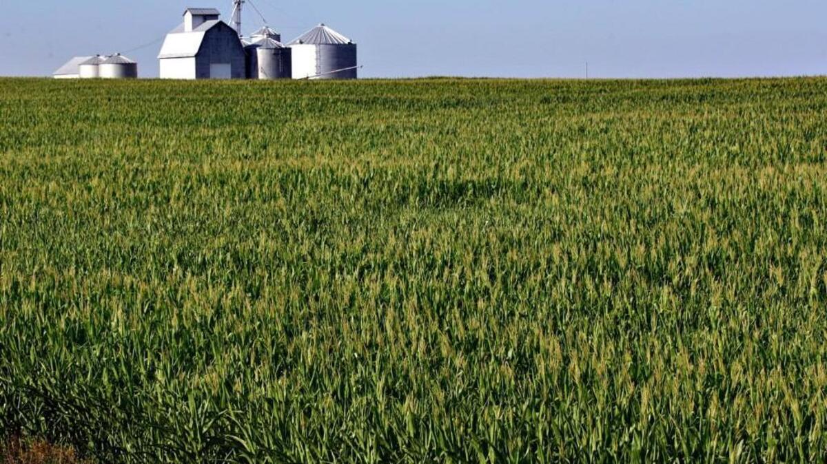 Farm buildings stand in the background of a corn field in Dunlap, Illinois. Photographer: Greg D. Hess/Bloomberg News