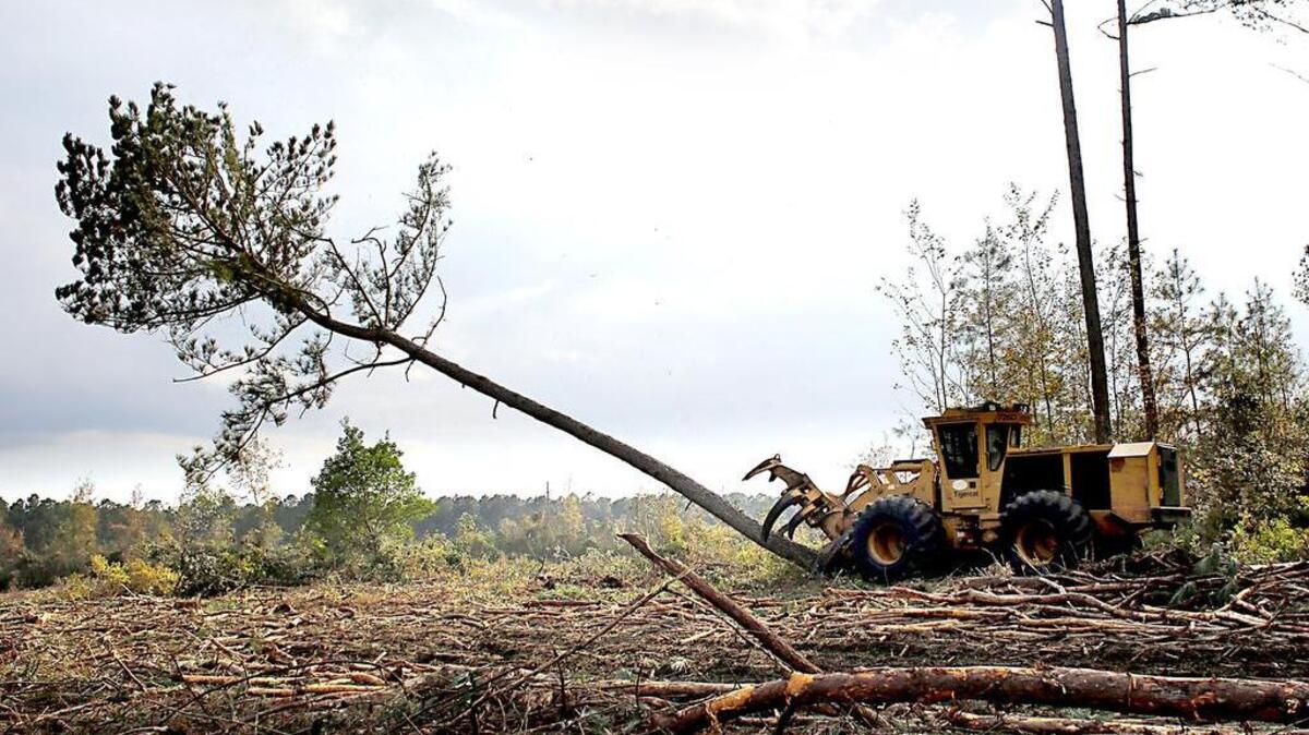 Cutting operator Tyler Andrews downs a pine at a logging operation site in Hofmann Forest near Jacksonville.