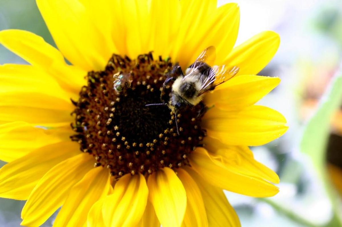 Pyrethroid insecticides used to kill mosquitoes will kill any insect that encounter it, including bees and butterflies..
