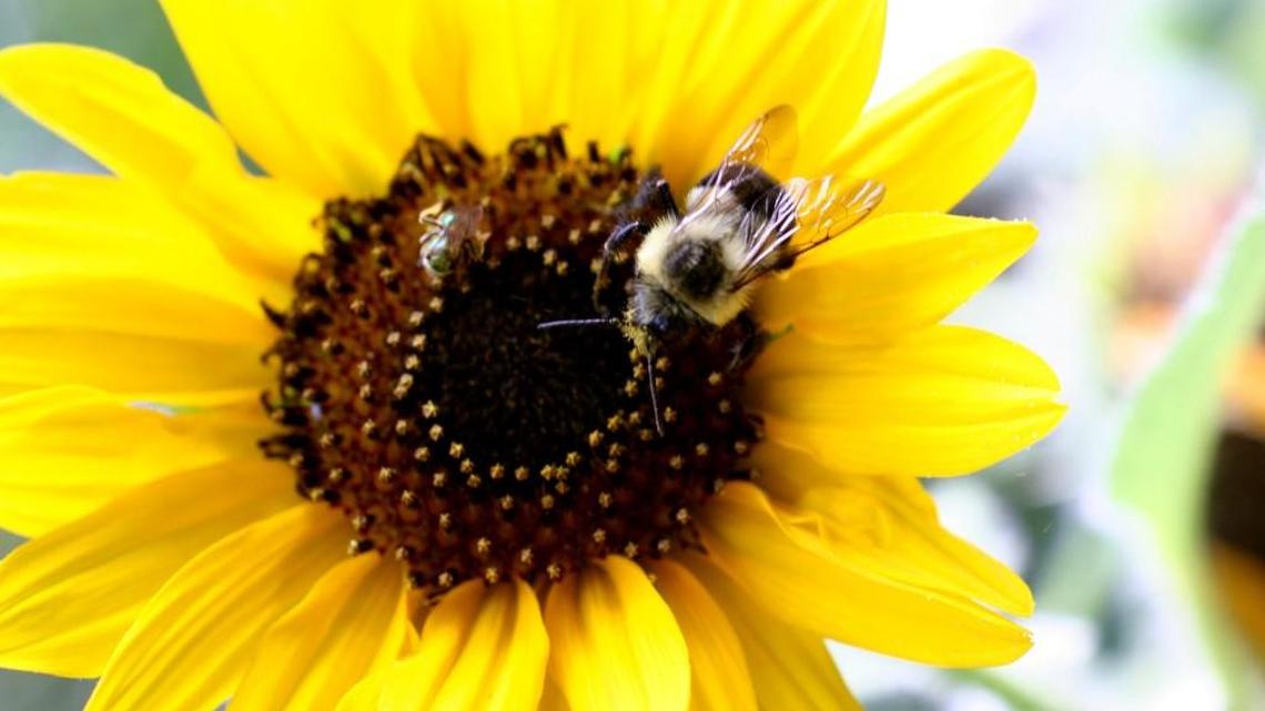 The NC Pesticide Board will review what experts say about the effects of neonicotinoid-based insecticides on bees, other pollinators, birds and marine life in estuaries near farmland.