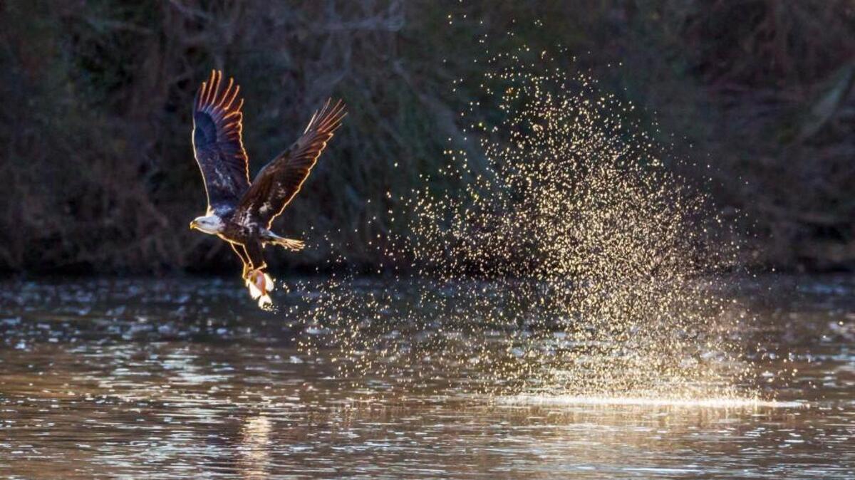 A state Senate proposal to suspend and repeal the Jordan Lake Rules could hurt water quality at the Triangle reservoir. Here, a bald eagle catches a fish in the early morning at the Jordan Lake Dam in 2015.