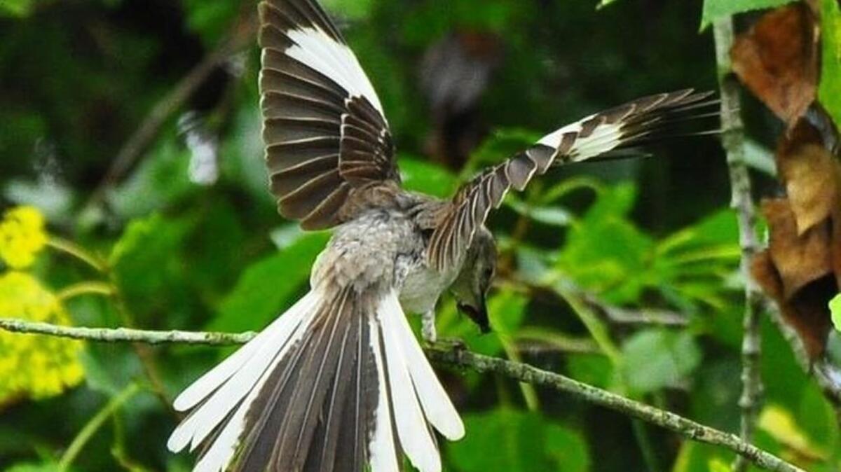 Northern mockingbirds have large white wing patches and bright white outer tail feathers, too. PHIL FOWLER