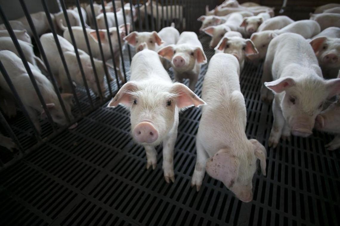 Gov. Roy Cooper vetoed a bill that would cap the amount neighbors can seek in nuisance lawsuits over hog farm odors and pollution.