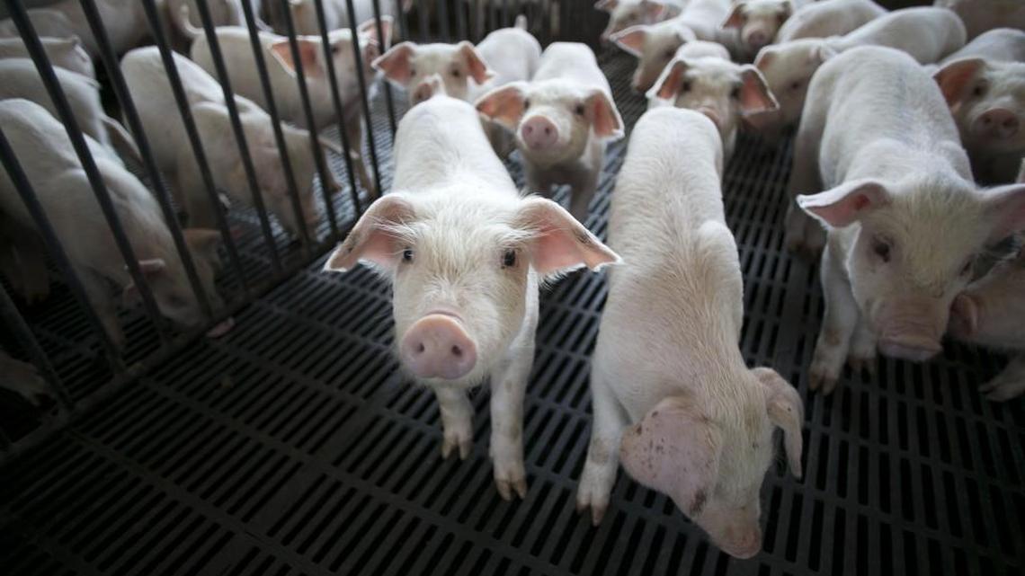 Gov. Roy Cooper vetoed a bill that would cap the amount neighbors can seek in nuisance lawsuits over hog farm odors and pollution.