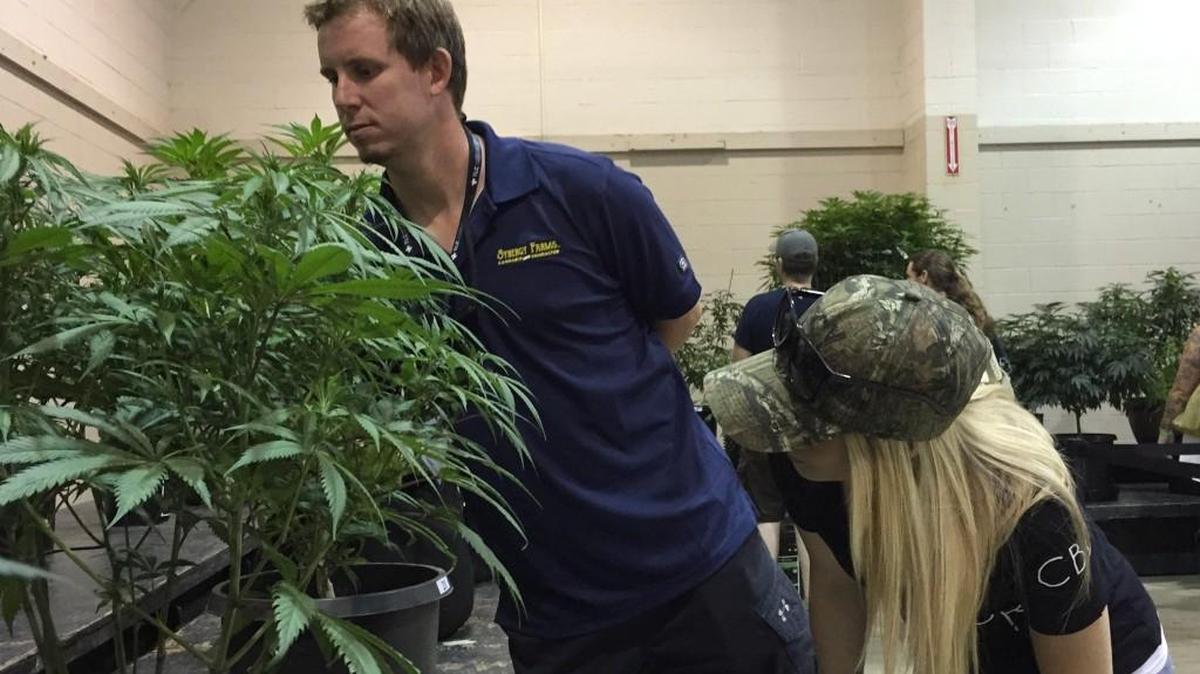 Greg Seybert, head farmer at marijuana grower Synergy Farms in Carver, Ore., inspects a marijuana plant with his girlfriend, Samantha Aune in Salem, Ore., on Saturday, Aug. 13. In a sign of how mainstream the once-illicit marijuana industry is becoming in Oregon, one of four states to have legalized it, exhibitors are heading to the state capital to set up for the inaugural Oregon Cannabis Grower's Fair running through the weekend.