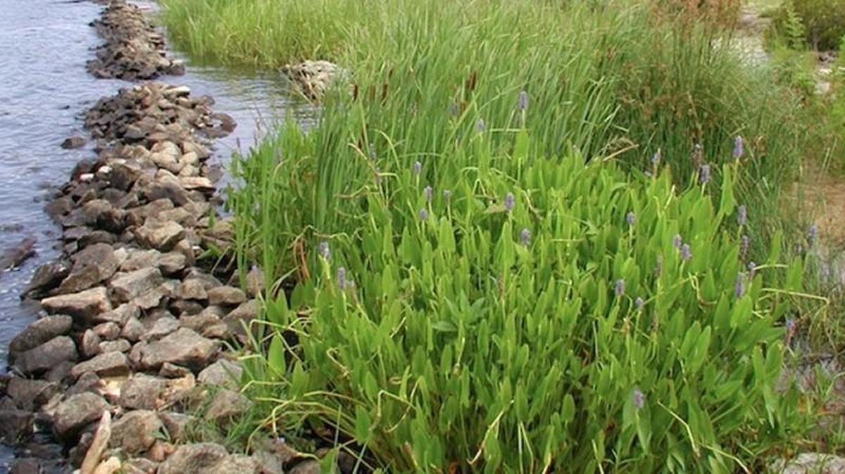 A Living Shoreline replaced a failing bulkhead at the N.C. Wildlife Resource Commission’s Edenhouse boat ramp on the Chowan River.