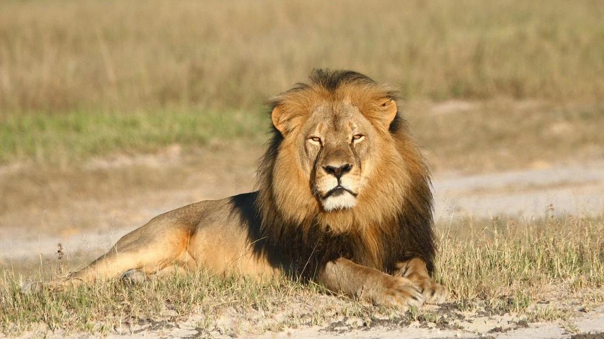 
In this undated photo provided by the Wildlife Conservation Research Unit, Cecil the lion rests in Hwange National Park, in Hwange, Zimbabwe. 
