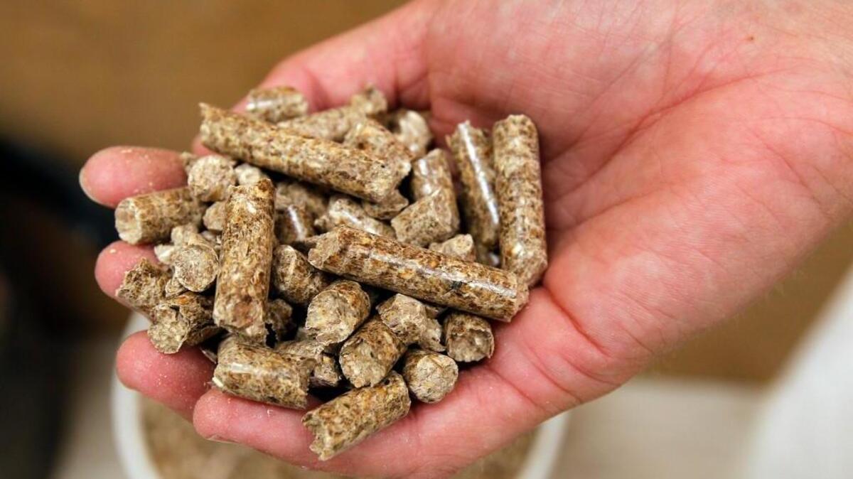A worker shows a handful of the finished product at the Enviva facility in Ahoskie NC on August 12, 2013. Enviva makes wood pellets from North Carolina forest products and ships them to Europe for use in power plants there. The pellets are trucked to the Hampton Roads, VA ports and then put on ships bound for Europe.