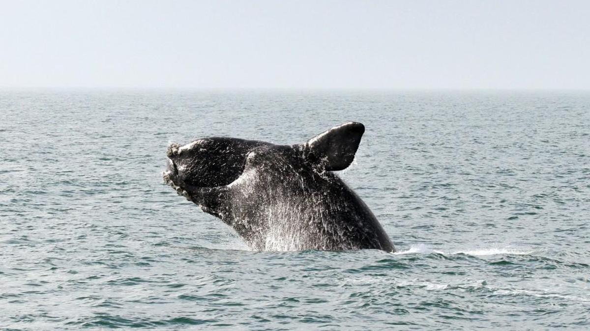 Opponents of seismic airgun blasting worry that it could hurt whales, dolphins and fish. Pictured is a North Atlantic right whale (Eubalaena glacialis).
