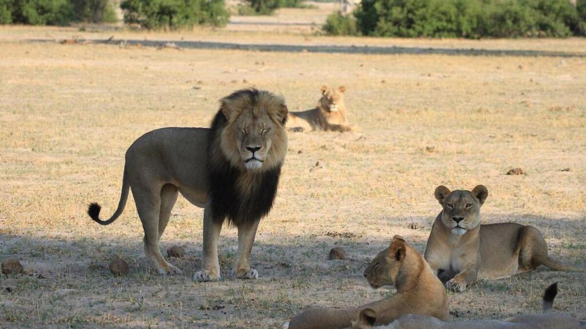 
Cecil stands with his pride in the plains of Hwange National Park in Zimbabwe in 2012.
