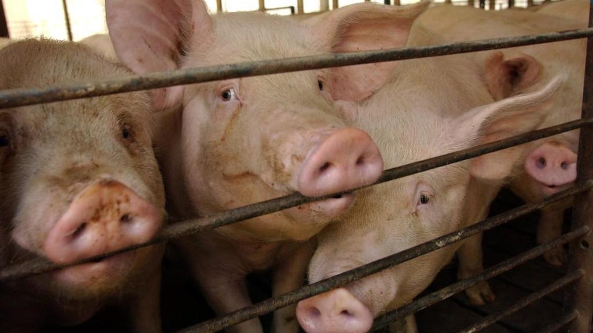House Bill 467 would limit the ability of hog farm neighbors to sue a farm over odors and pollution. The proposed law is now on Gov. Cooper’s desk.