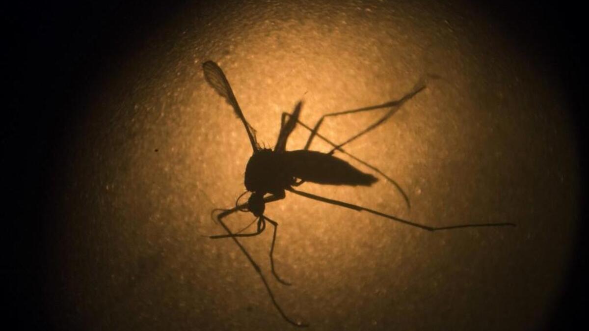 An Aedes aegypti mosquito is photographed through a microscope in Recife, Pernambuco state, Brazil.