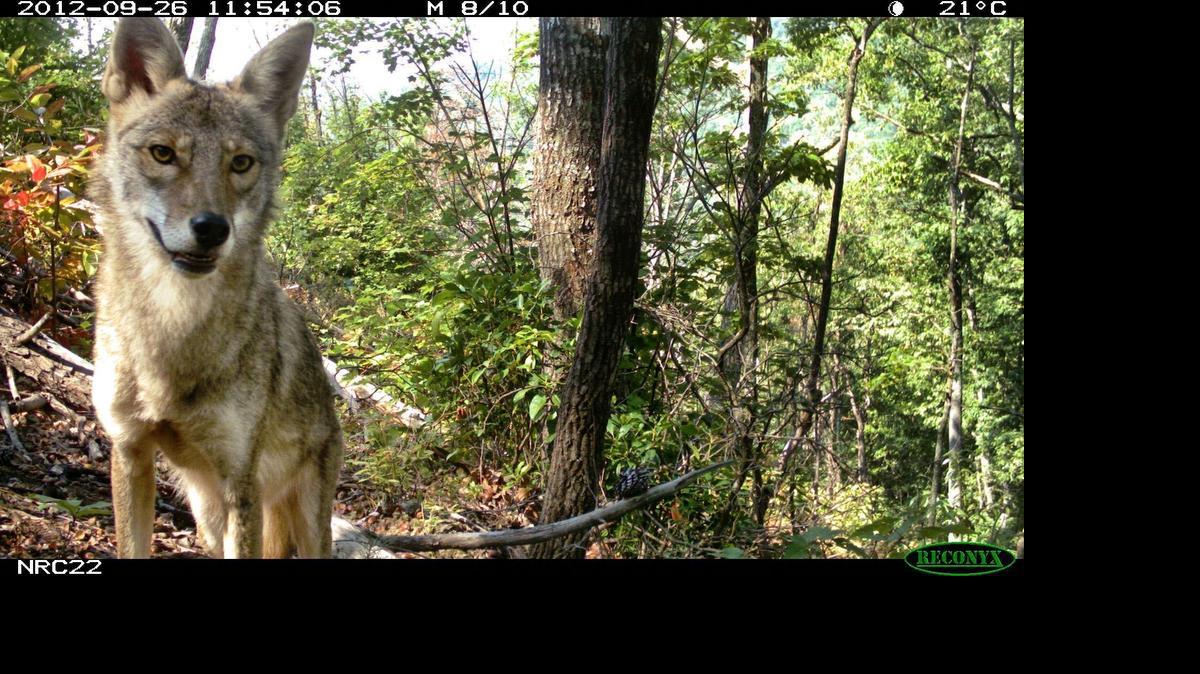 Pets in Orange County are easy food for coyotes.