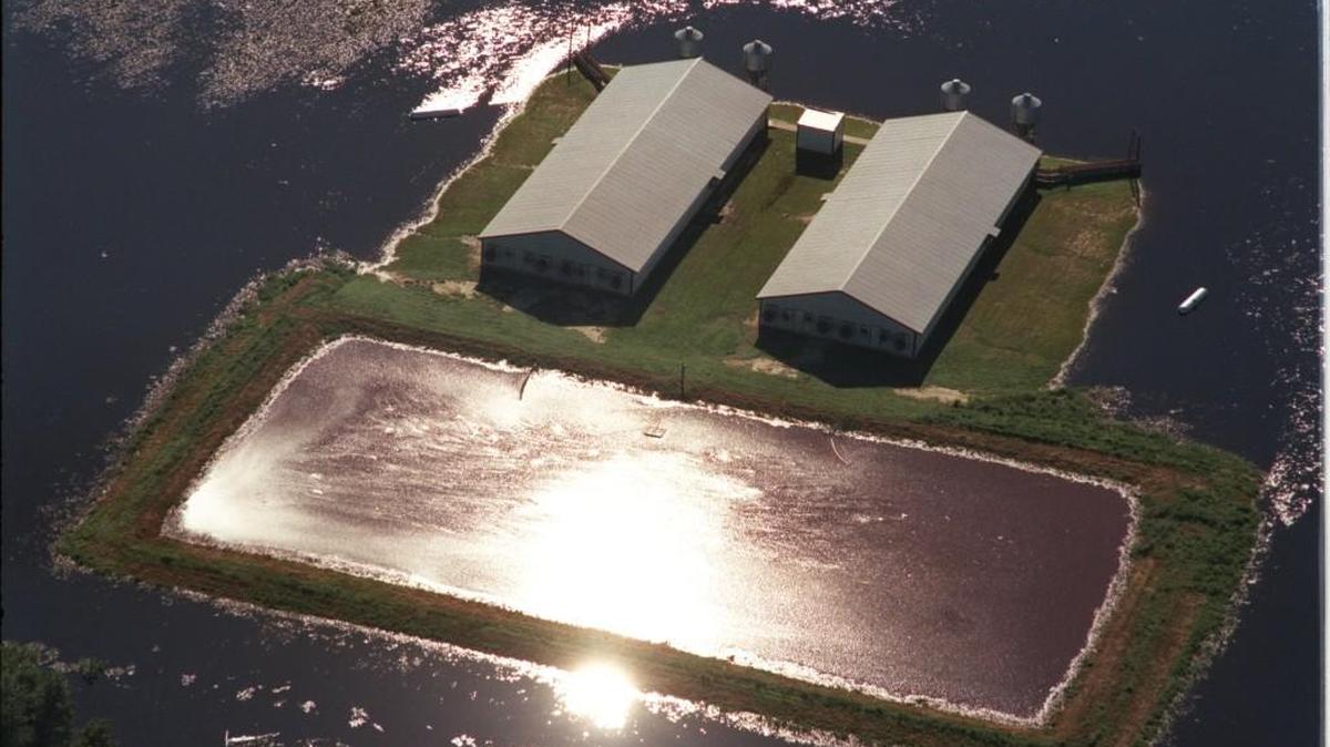 In this 1999 file photo, black flood waters from the Neuse River surrounds a hog waste lagoon as flooding from Hurricane Floyd engulfed eastern North Carolina. Lagoon flooding on a smaller scale occurred during Hurricane Matthew.
