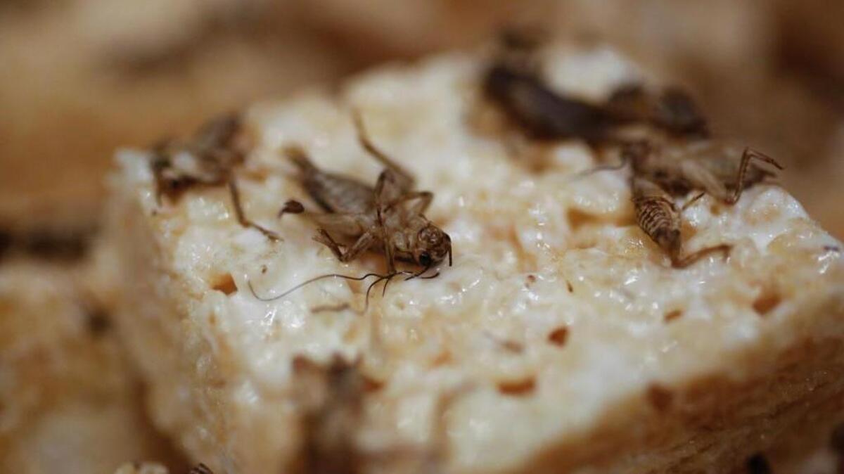 Crickets on Rice Krispies treats are served Thursday, September 18, 2014 during a special dining event at Duke University that challenged students to try foods that are sometimes marginalized in modern western culture.