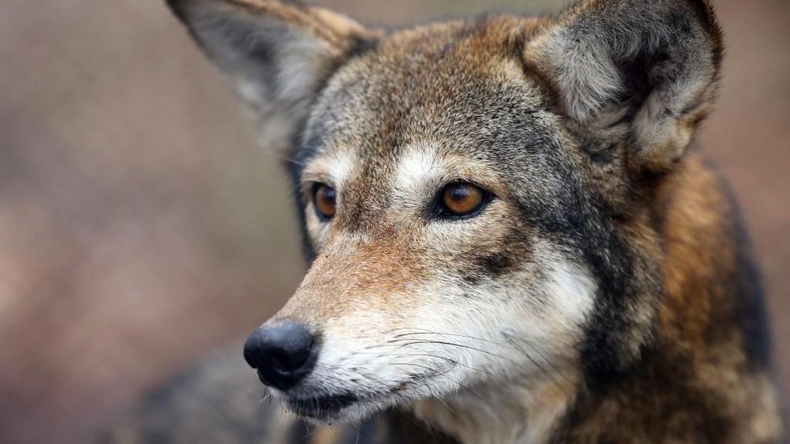 Betty, a female red wolf, roams in a fenced area at the Red Wolf Education Center in Columbia.