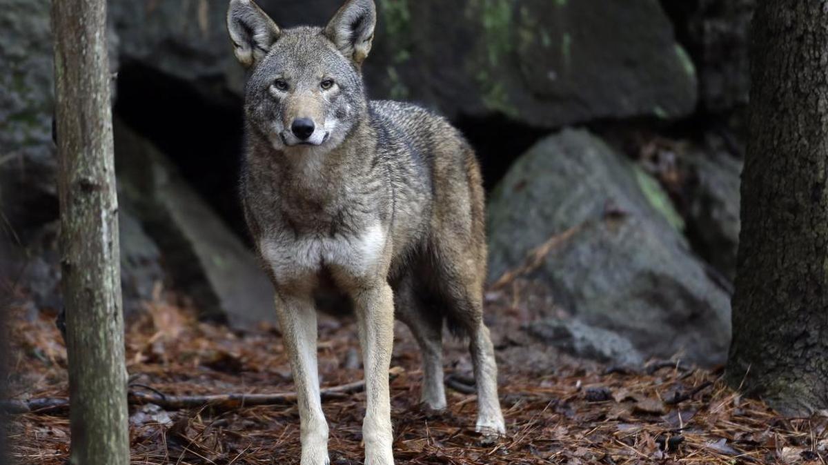 A female red wolf is shown in it's habitat at the Museum of Life and Science in Durham.