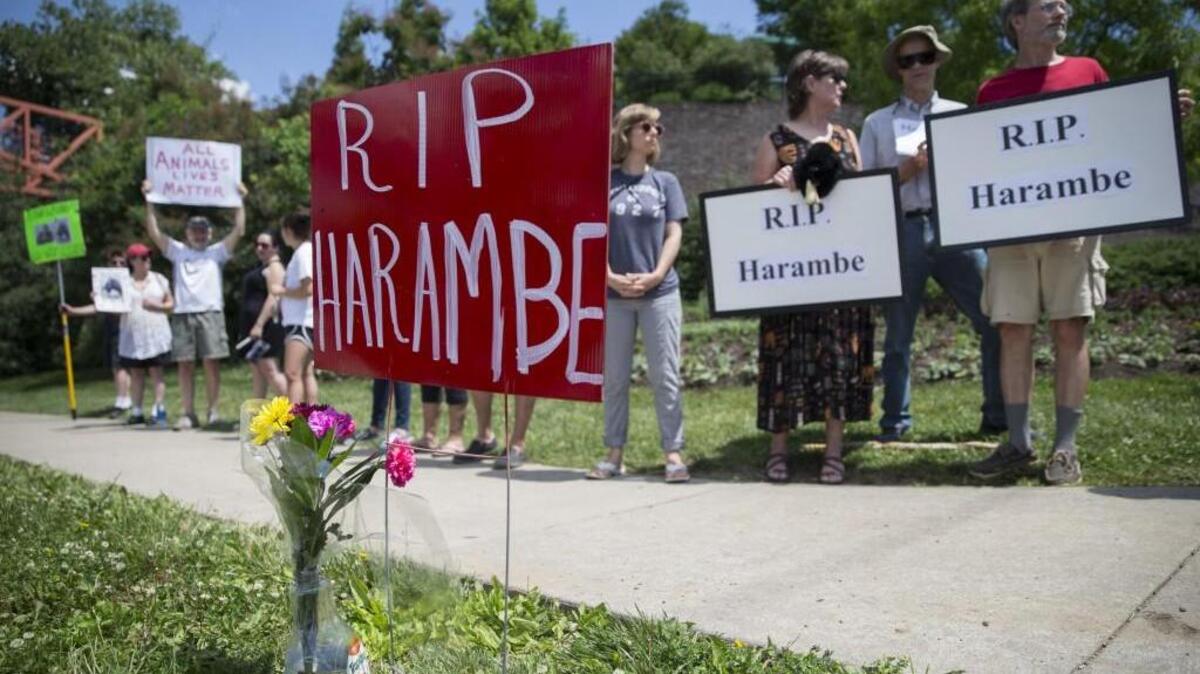 Mourners gather for a vigil outside the Cincinnati Zoo & Botanical Garden for Harambe, the gorilla killed after a 4-year-old boy slipped into an exhibit.