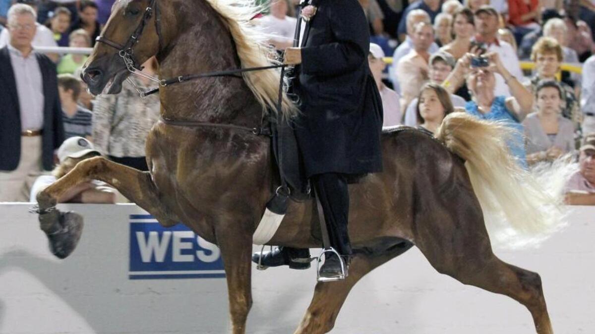 Chad Baucom shows the horse Walk Time Charlie around the arena in the World Grand Championship class at the 2012 Tennessee Walking Horse National Celebration.