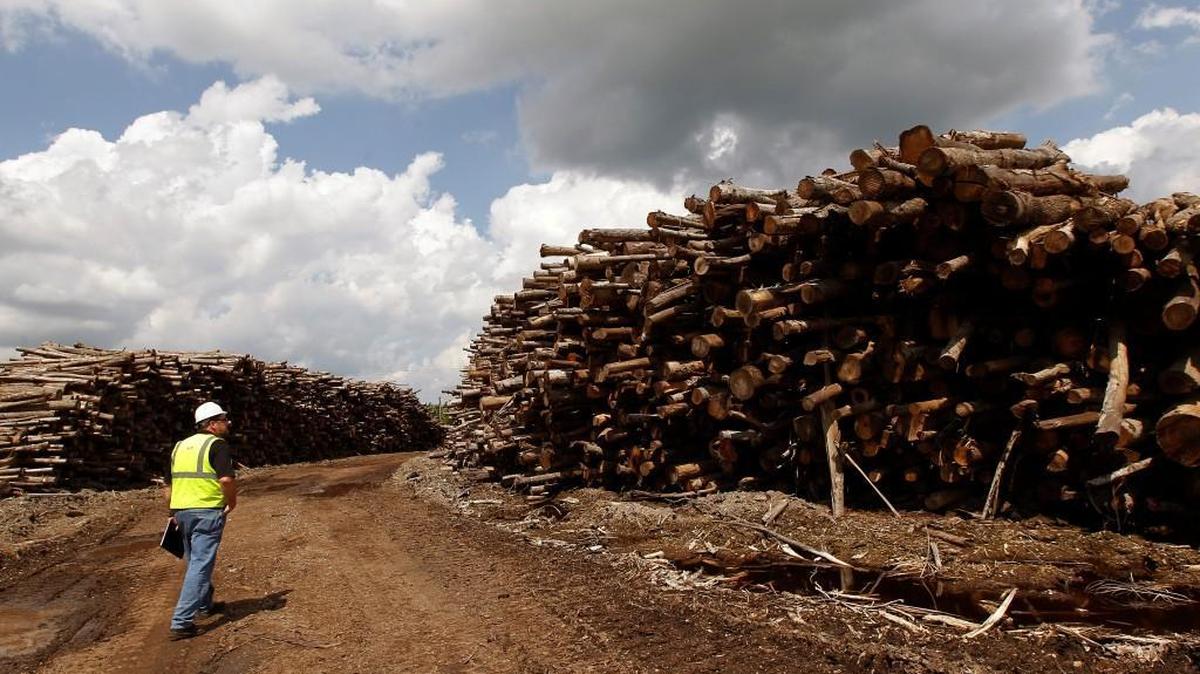 An Enviva employee looks over some of the wood that has come in for processing at the company's facility in Ahoskie NC on August 12, 2013. The Enviva company makes wood pellets from North Carolina forest products and ships them to Europe for use in power plants there. This wood will go through several processes at the facility as it is made into the pellets.