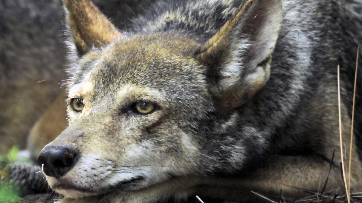 A red wolf in a fenced enclosure in the alligator River National Wildlife Refuge in 2010