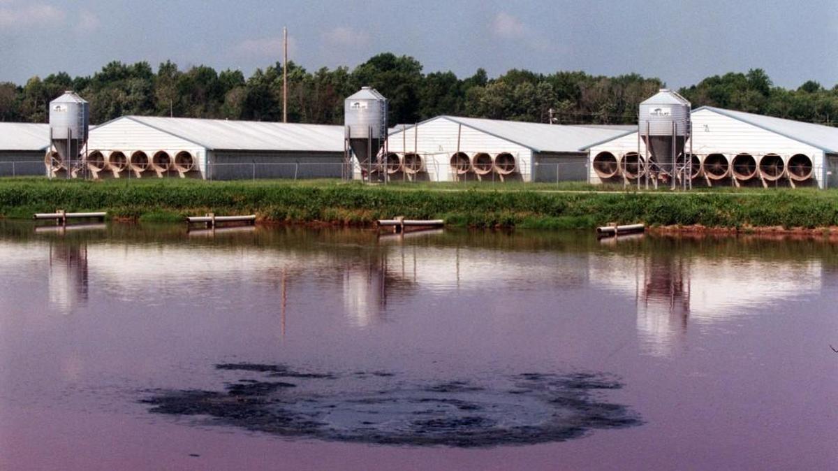 Waste funneled from the pig housing quarters bubbles up in the adjacent lagoon as it is anaerobically broken down into a liquid on Sarem Farms in Gates in 2001.