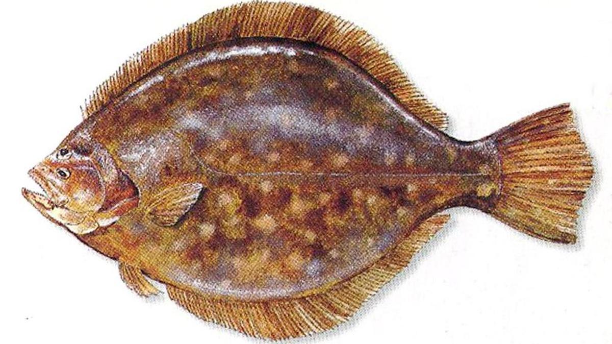 Southern Flounder