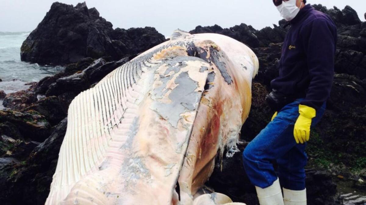 Huge whales have washed up dead over recent months on beaches in northern Chile, where scientists suspect they have been driven by climate change. After the beaching of hundreds of dead whales in the south last year, the trend has now shifted to areas where the phenomenon was rare.