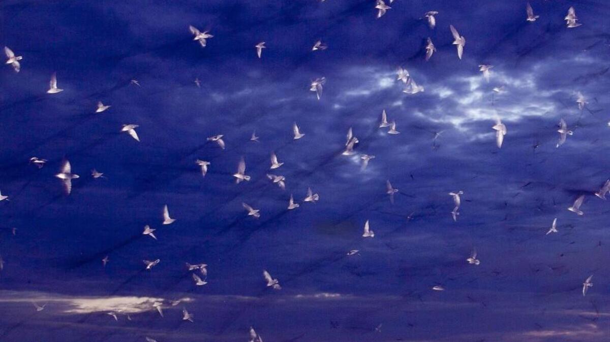 More than 5,000 chimney swifts swoop across the Raleigh skyline before roosting in an open chimney on Hargett Street in 2011.