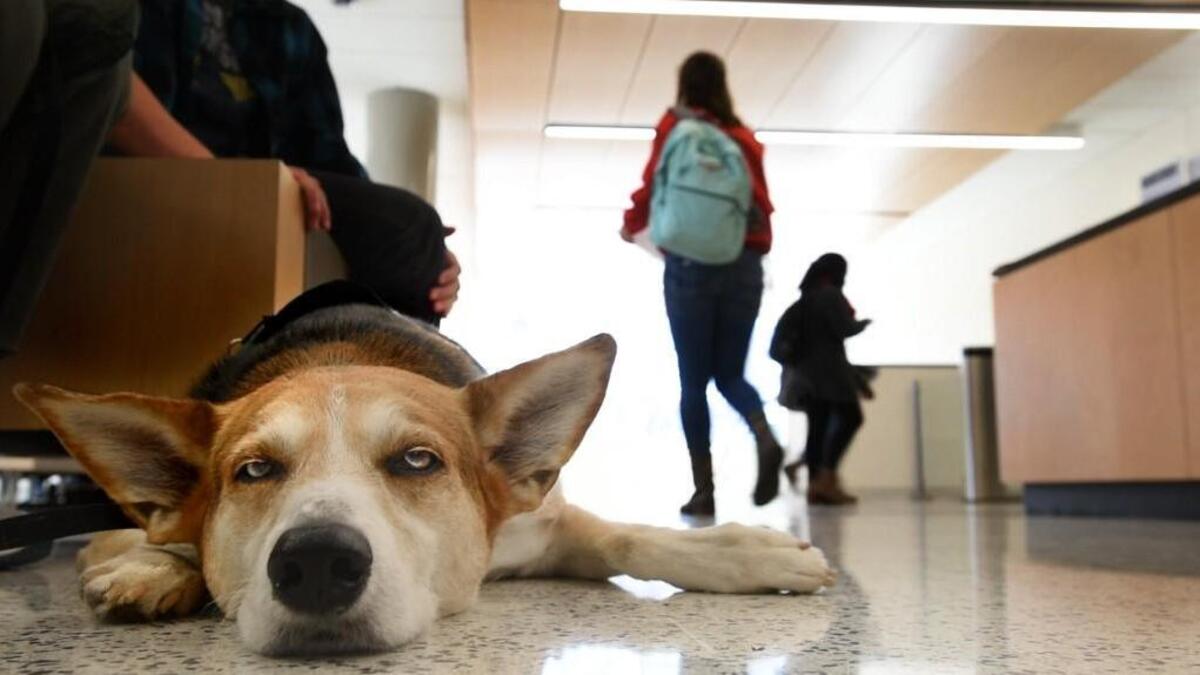 Gizmo gets a short break as students wander around him at Wake Tech's Northern Wake campus library on Friday, Dec. 9, 2016. Students stressing over upcoming exams were able to release some of that anxiety with the help of three canines and WTCC's Therapy Dog program.
