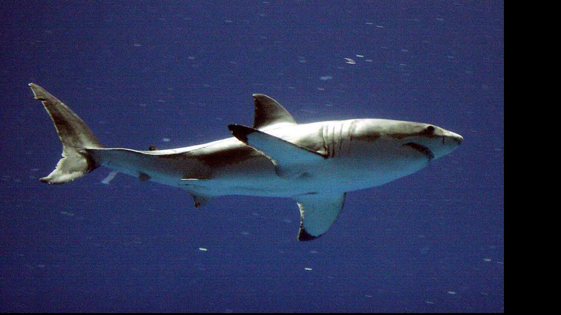 Sharks, such as this great white shark, rarely attack humans despite a rash of attacks this year in North Carolina.