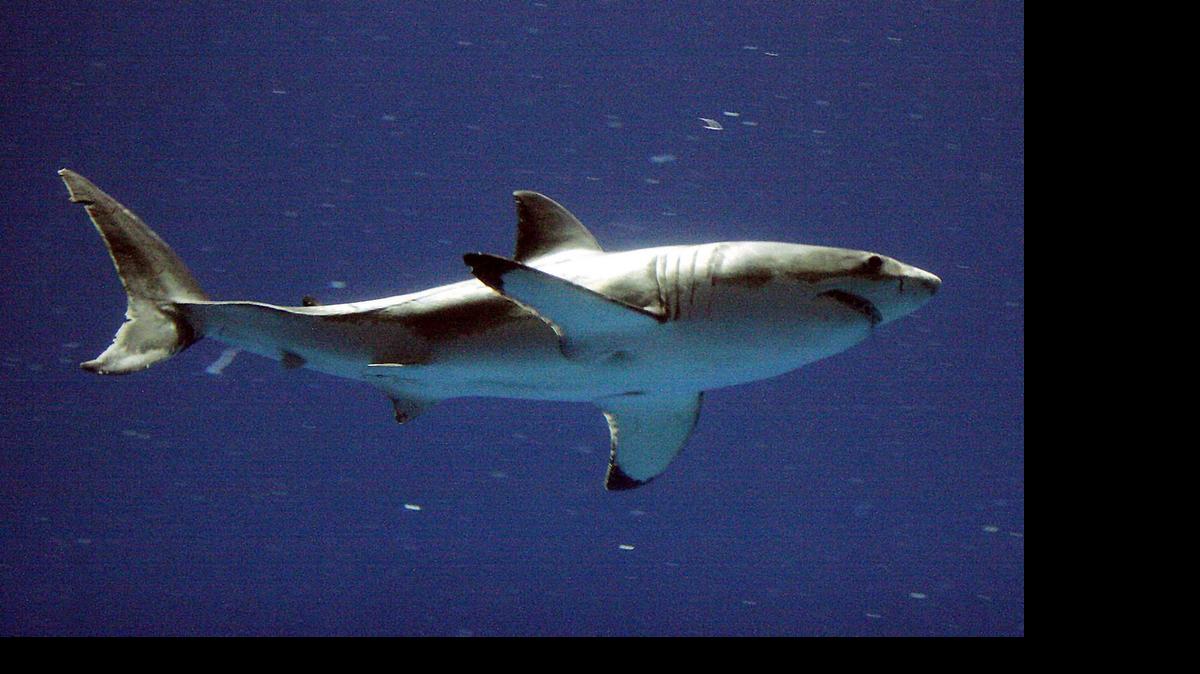 Sharks, such as this great white shark, rarely attack humans despite a rash of attacks this year in North Carolina.