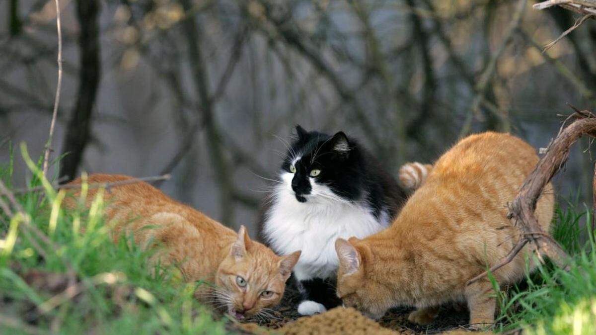 Feral cats are fed a supply of cat food at a park in Stockton, Calif.